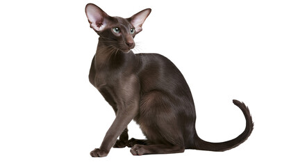 Isolated chocolate Oriental Shorthair cat with striking blue eyes, sitting gracefully, elegant feline portrait © Oisin
