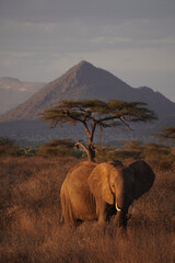 Elephant at sunset light, Samburu National Reserve, Kenya © Valentin