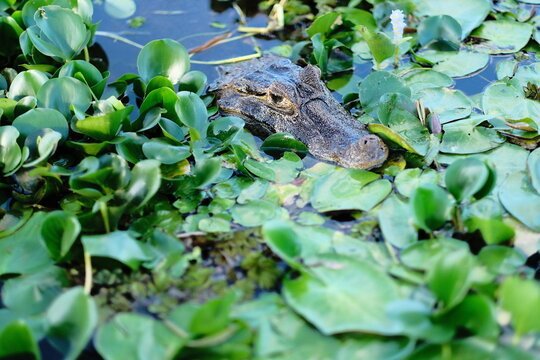 Caiman Head Among Water Hyacinth in Close View