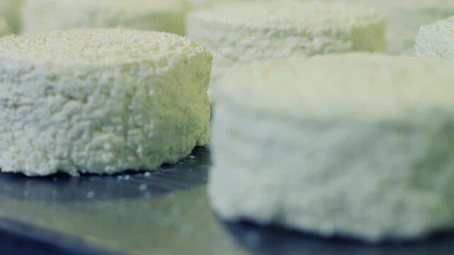 Round curd cheeses tray dairy factory. Close up camera pan quark production.