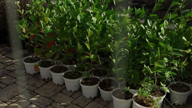 Rows of ornamental shrubs in plant pots on paved outdoor walkway
