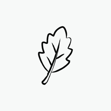 Oak tree leaf hand drawn line art vector illustration isolated on white background