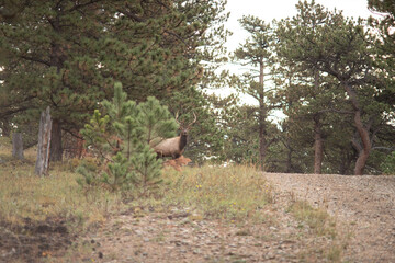 Elk standing at the edge of a pine forest clearing © Tishkin_photo