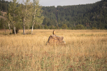 Bird perched on a sunlit boulder surrounded by dry meadow grass © Tishkin_photo