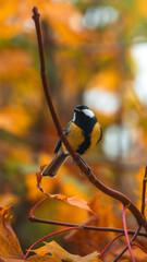 Great tit (Parus major) perched on curved branch surrounded by golden autumn leaves, beautiful forest wildlife photo with warm fall bokeh and shallow depth of field © Macro Viewpoint