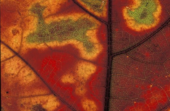 Autumn leaf