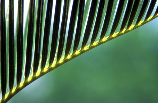 Banana leaf macro