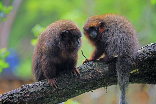 Red spring monkey (Callicebus moloch), adult