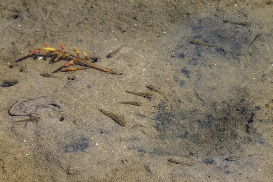 Beach gobies (Pomatoschistus microps) in a tidal pool on the North Sea coast, low tide, high tide, sea coast, August, Germany