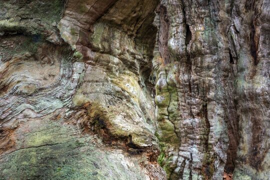 Structures in the weathered wood on a dead tree trunk, Sababurg primeval forest, Reinhardswald nature park Park, Hesse, Germany