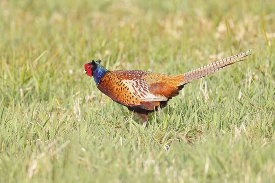 Pheasant, hunting pheasant (Phasianus colchicus), adult male bird in a meadow, wildlife, lembruch, ox moor, D&uuml;mmer nature park Park, Lower Saxony, Germany