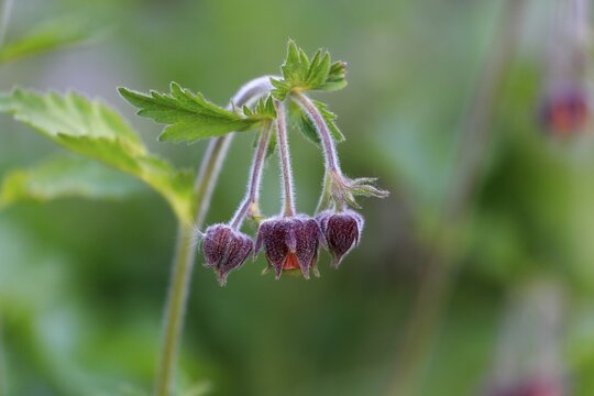Bach clovewort (Geum rivale), flower, flowering, Ellerstadt, Germany