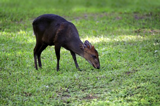 Black duiker (Cephalophus niger), adult male, food search, occurrences in Africa, captive