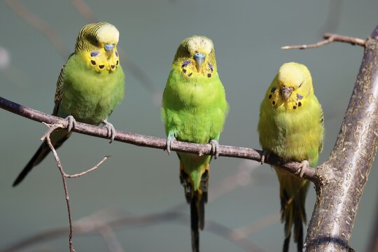 Budgies (Melopsittacus undulatus) sitting on a branch, Captive