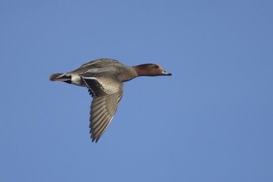 Eurasian wigeon (Mareca penelope) adult male duck bird in flight, RSPB Buckingham marshes nature reserve, Norfolk, England, United Kingdom