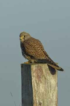 Common kestrel (Falco tinnunculus), sitting on a post of a pasture fence, North Rhine-Westphalia, Germany