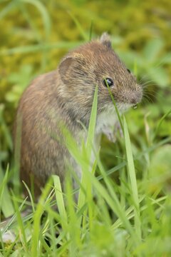 Field vole (Microtus agrestis) adult rodent mammal in grassland, England, United Kingdom