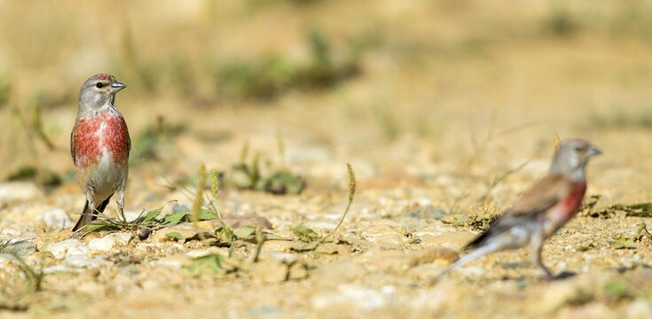 Acanthis cannabina, bloodtail, linaria cannabina, linnet, bath, bird bath, birds, hanfling, male, passeri, songbirds, songbirds, drinking, birdbath, birds, watering place