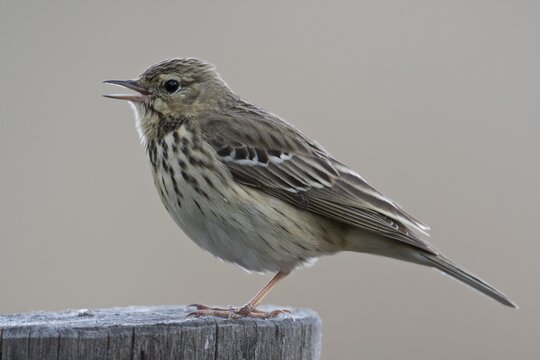 Tree pipit (Anthus trivialis), sitting singing on a pole, Emsland, Lower Saxony, Germany