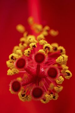 Hibiscus, flower with male and female reproductive organs, stigmas and stamens with anthers, macro photograph, Baden-W&uuml;rttemberg, Germany