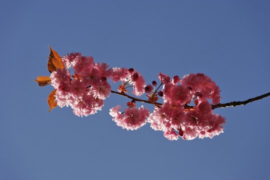 Japanese Cherry Tree (Prunus serrulata) blossoms, Lower Austria, Austria, Europe