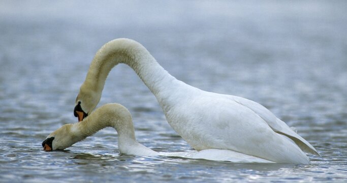 Cygnus olor, mute swan, anatidae, birds, couple, duckbirds, female, mute swan, copula, male, mating, male, mating, swan, swans, swan, swans, birds, waterbirds, waterbirds, female