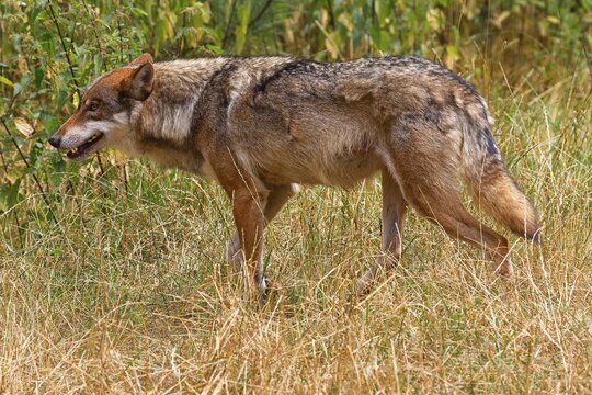 Gray wolf (Canis lupus) running through meadow, Germany