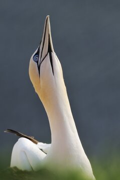 Gannet (Morus bassanus, Sula bassana)