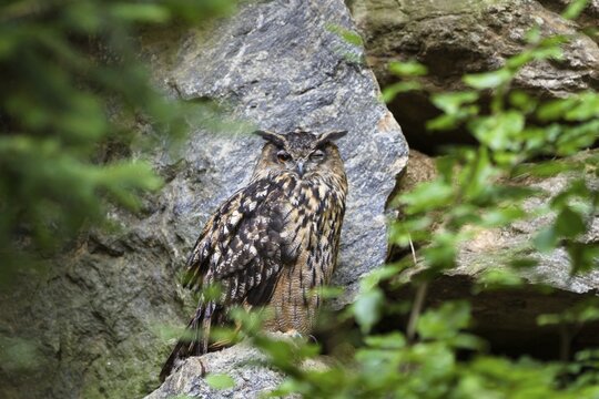 Eurasian Eagle-owl winking (Bubo bubo), Bavarian Forest National Park, Bavaria, Germany, captive