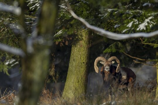 European mouflon ram (Ovis gmelini) enjoying the warming rays of the December sun, Germany