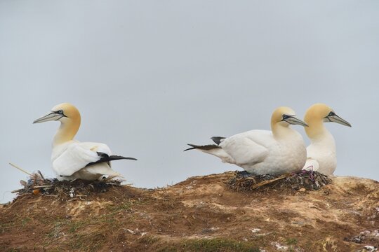 Northern gannet (Morus bassanus), Heligoland, Germany