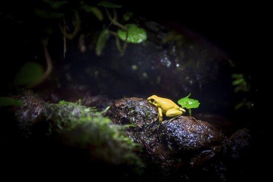 Golden poison frog (Phyllobates terribilis), captive, Canada