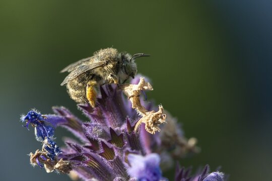 Anthophora acervorum, anthophora plumipes, apidae, bees, spring fur bee, common fur bee, hairy-footed flower bee, hymenoptera, spring flower bee, insects, insects