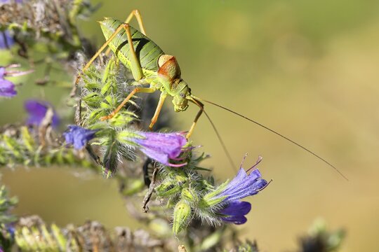 Steppe saddle grasshopper, Steppe saddle grasshopper (Ephippiger ephippiger), male, in a vineyard, on Viper's bugloss (Echium vulgare), with bokeh in the background, Long-legged grasshopper, Red List of Germany, specially protected species, critically endangered, Cochem, Moselle, Rhineland-Palatinate, Germany
