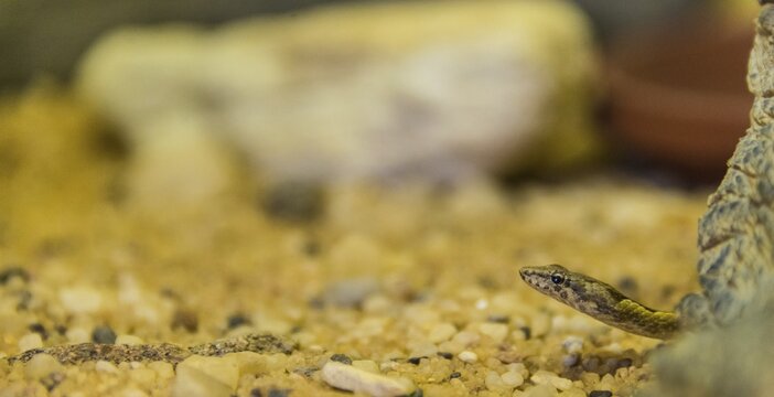 Namib Sand Snake (Psammophis namibensis), Living Desert Snake Park, Walvis Bay, Namibia