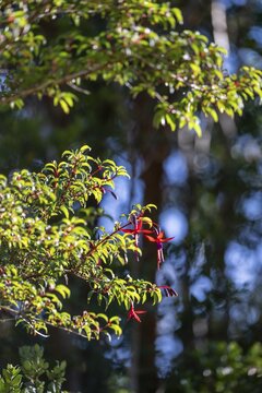 A flowering scarlet fuchsia (Fuchsia magellanica), also known as the Magellan fuchsia, at Pumal&iacute;n Douglas Tompkins National Park, Ruta de los Parques, Patagonia Verde, Los Lagos, Chile