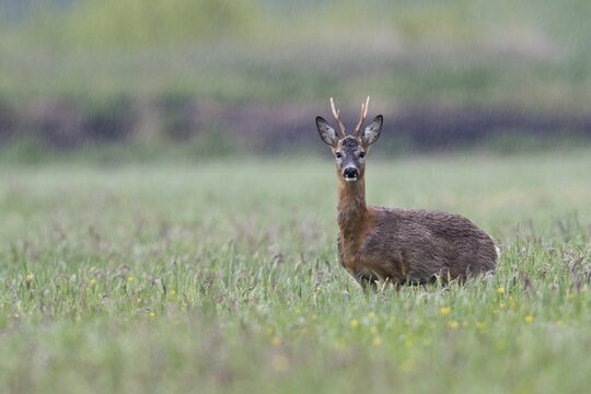 European roe deer (Capreolus capreolus), Emsland, Lower Saxony, Germany