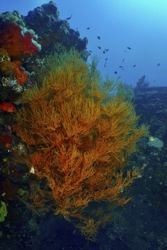 Orange-coloured Black coral (Antipathes dichotoma) and fish enliven a wreck in the deep blue ocean, dive site wreck of the USAT Liberty, Tulamben, Bali, Indonesia