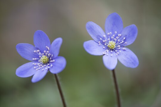 Anemone hepatica (Hepatica nobilis), Jasmund National Park, Ruegen, Mecklenburg-Western Pomerania, Germany