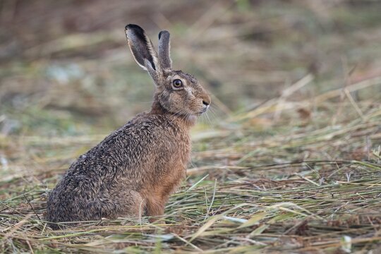 European hare (Lepus europaeus) pricks its ears, Easter hare, mammal, Oldenburg M&uuml;nsterland, Germany