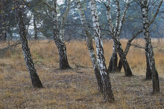 Warty birch (Betula pendula), Emsland, Lower Saxony, Germany
