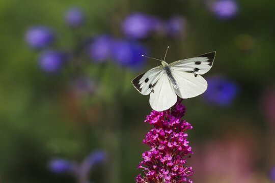 Cabbage butterfly (Pieris brassicae) on the flower of the butterfly bush (Buddleja davidii), Hesse, Germany