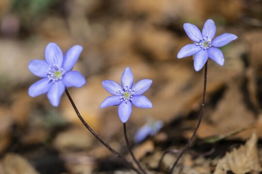 Liverwort (Hepatica nobilis), North Rhine-Westphalia, Germany