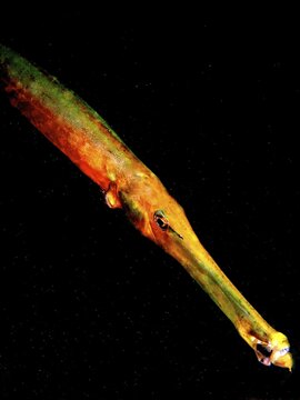 Atlantic cornetfish (Aulostomus strigosus) against a dark background in the sea. Dive site El Cabron Marine Reserve, Arinaga, Gran Canaria, Spain, Atlantic Ocean