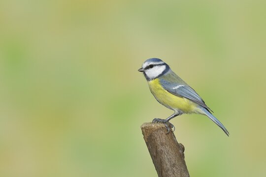 Blue Tit (Parus caeruleus), sitting on a post, Wilden, North Rhine-Westphalia, Germany