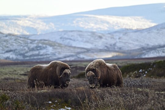 Two musk oxen (Ovibos moschatus) stand in the autumn tundra and duel head to head, Dovrefjell-Sunndalsfjella National Park, Norway