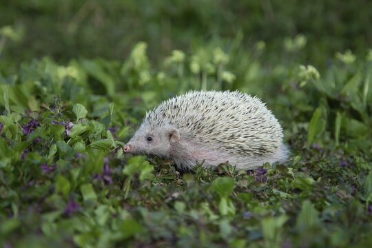 European Hedgehog (Erinaceus europaeus) albino, adult walking amongst Violet flowers, Suffolk, England, United Kingdom