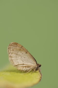 Winter moth (Operophtera brumata), male, North Rhine-Westphalia, Germany