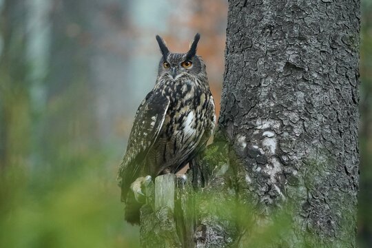 Eurasian eagle-owl (Bubo bubo), sitting on a tree, Czech Republic