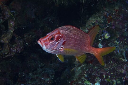 Sabre squirrelfish (Sargocentron spiniferum), Daedalus Reef dive site, Egypt, Red Sea